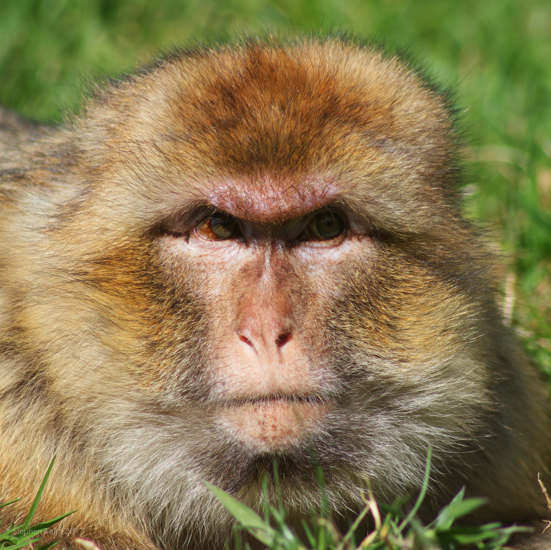 things to do in stoke trentham monkey forest